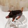 Glasflasche Geschenkflasche mit Sujet Wildschwein
